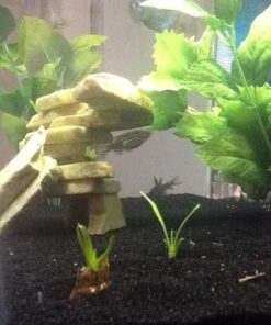 Aponogeton Ulvaceus Bulb - Aquarium Plant for Aquariums with temperatures Under 72F 50 61Bbhgxa2qL