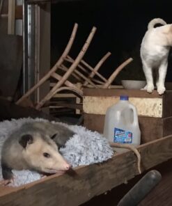 Boon Lawn Countertop Baby Bottle Drying Rack - Spring Green - Bottle Rack and Organizer - Baby Feeding Essentials - 13.5 x 11 x 2.5 - 1 Count 50 61By9AK qjL