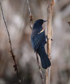 Tamron SP 150-600mm F/5-6.3 Di VC USD G2 for Nikon Digital SLR Cameras 62 61C MupjRLL