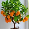 Cheap! Fruit seeds Orange Tree Seeds DWARF WASHINGTON NAVEL Grow Indoors or Outdoors 30pcs 13 61C xToxW6L