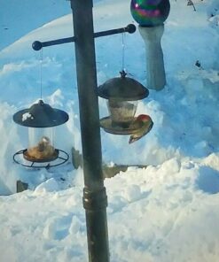 Lyric Fruit and Nut Wild Bird Seed - High Energy Wild Bird Food Mix - Attracts Woodpeckers, Chickadees & Other Songbirds - 5 lb bag 5.00 Pound (Pack of 1) 38 61C6HgnWvXL 1