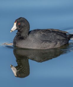 Nikon AF-S FX NIKKOR 800mm f/5.6E FL ED Vibration Reduction Fixed Zoom Lens with Auto Focus for Nikon DSLR Cameras 14 61C7EHxJdL