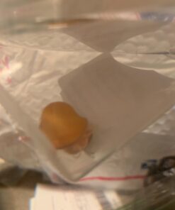 Golden Mystery Snail - 1/2"-2" - Algae Eater for Aquariums 45 61CJYFfxIdL