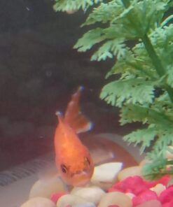 API AQUARIUM SALT Freshwater Aquarium Salt 67-Ounce Box (Packaging May Vary) 67 oz Aquarium Treatment 36 61CJoBn0qbL