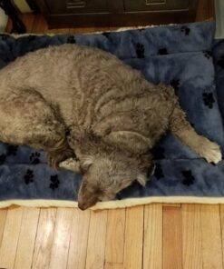 MidWest Homes for Pets Reversible Paw Print Pet Bed in Blue / White, Dog Bed Measures 40L x 26W x 3.5H for Large Dogs, Machine Wash 40.0"L x 26.0"W x 3.5"Th 34 61CMVnj75OL