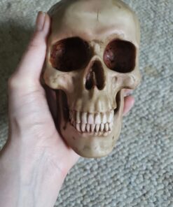 Grinning Highly Realistic Replica Human Skull Statue Home Décor 6.5x4.25x4.6" 38 61COjF3ROdL