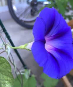 Flower Morning Glory Top of The Morning FBA-7776 (Multi) 50 Non-GMO, Heirloom Seeds 27 61COl50scsL