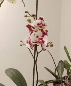 Miracle-Gro Ready-To-Use Orchid Plant Food Mist, 8 oz., Feeds Plants Instantly, 1 Pack 38 61CSUE zsWL