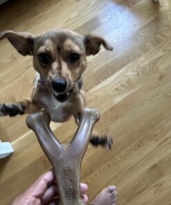 Benebone Wishbone Durable Dog Chew Toy for Aggressive Chewers, Real Bacon, Made in USA, Medium 31 61CU ZicaL