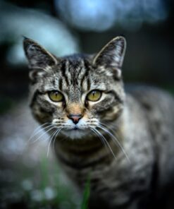 Nikon NIKKOR Z 50mm f/1.8 S | Premium large aperture 50mm prime lens (nifty fifty) for Z series mirrorless cameras | Nikon USA Model 55 61CWbzoQ6L