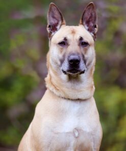 Dynarex Povidone Iodine Prep Solution USP, Effective Topical Antiseptic Liquid for Skin and Mucosa, Cleansing and Preparation, Brown, 1 - 16 Fluid Oz. Bottle Unflavored 16 Fl Oz (Pack of 1) 33 61CidYsc NL