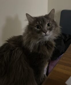 Mothers Stiff Bristle Carpet and Upholstery Cleaning Scrub Brush for Automotive, Home, Couch, Stain Remover Carpet Brush 18 61CpJzGCpyL