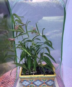 RESTCLOUD Insect and Butterfly Habitat Cage Terrarium Pop-up 24 Inches Tall with 10Pcs 10ML Floral Tubes 42 61Cr4RDIIL