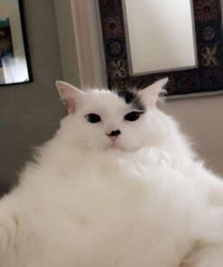 Natural Balance Fat Cats Low-Calorie Dry Cat Food for Overweight Adult Cats, Chicken Meal, Salmon Meal, Garbanzo Beans, Peas & Oat Groats Recipe, 6 Pound (Pack of 1) Chicken Meal, Salmon Meal, Beans, Peas, Oats 6.00 Pound (Pack of 1) 23 61Cvm5JjeHL