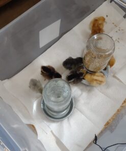 Alternative view of Little Giant Miller 957782 Mason Jar Baby Chick Waterer Clear, 1 Quart