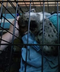 KONG - Puppy Teething Stick - Teeth Cleaning Dog Chew Toy (Assorted Colors) - for Small Puppies Standard Packaging 29 61DDMwJAgeL