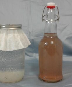 Cultures for Health Water Kefir Grains | DIY Fermented Probiotic Drink Powder for Stronger Gut Health | Heirloom Starter Makes Limitless Supply | Non-GMO Dairy Free Vegan Sparkling Water with Enzymes 0.19 Ounce (Pack of 1) 36 61DE3XCbxEL