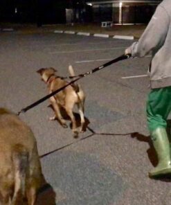 Leashboss Extra Long Double Dog Leash Coupler for Large Dogs - 16-28 Inches - Adjustable 1 Inch Heavy Duty Nylon Leash Splitter for Large Dogs (1 Inch Wide x 16-28 Inches, Black) 16-28 Inch 23 61DE3ngIHUL