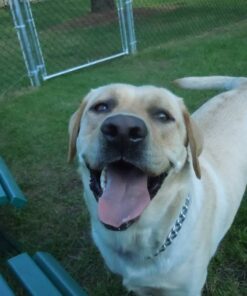 Old Mother Hubbard by Wellness Classic Original Mix Natural Dog Treats, Crunchy Oven-Baked Biscuits, Ideal for Training, Mini Size, 3.8 pound bag Treats (3.8 lb) 3.8 Pound (Pack of 1) 33 61DE44I KPL