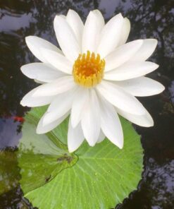 Canon PG-240XL/CL-241XL with Photo Paper 50 Sheets Compatible to MG2120, MG3120, MG4120, MX512, MX432, MX372, MX522, MX452, MX392, MG2220, MG3220, MG4220, MG3520, MG3620, TS5120 OEM 17 61DYDAKIKwL