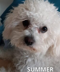 PEDIGREE DENTASTIX Toy/Small Dog Dental Treats Original Flavor Dental Bones, 13.97 oz. Pack (58 Treats) Chicken 58 Count (Pack of 1) 21 61DZ9S6DOeL