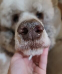 Musher's Secret Dog Paw Wax 60 g (2.1 oz) - Moisturizing Dog Paw Balm that Creates an Invisible Barrier That Protects and Heals Dry Cracked Paws - All-Natural with Vitamin E and Food-Grade Ingredients 2.1 Ounce (Pack of 1) 46 61Db50jKuiL