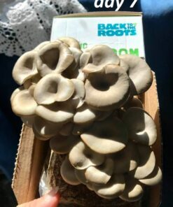 Back to the Roots Organic Oyster Mushroom Grow Kit, Harvest Gourmet Mushrooms In 10 Days 1 Count (Pack of 1) 73 61DdtwbI9QL