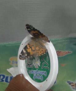 Butterfly Garden: Farm Habitat and Live Cup of Caterpillars – Life Science & STEM Education Butterfly Farm 48 61DhM ANZlL