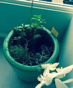 Yellow Sticky Aphid Whitefly Trap Pack of 15 23 61Djvv5AjSL