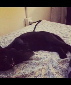 Install Bay Split Loom 1/4 Inch 100 Foot Coil - SLT14,Black 18 61DlbSKTO6L