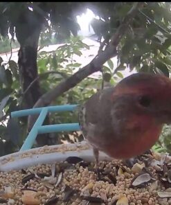 NETVUE Birdfy Lite - Smart Bird Feeder with Camera Solar Powered, Bird Watching Camera Wireless, Auto Capture Bird Videos & Motion Detection, Ideal Gift for Christmas Blue 38 61DnhblwbZL