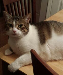 Hill's Science Diet Dry Cat Food, Adult, Perfect Weight for Healthy Weight & Weight Management, Chicken Recipe, 15 lb. Bag 15 Pound (Pack of 1) 45 61DsIBnwZ2L