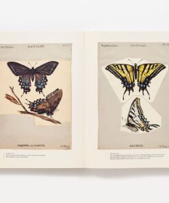 The Butterflies of North America: Titian Peale's Lost Manuscript 13 61E0A6J2pOL