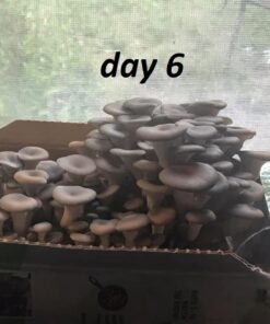 Back to the Roots Organic Oyster Mushroom Grow Kit, Harvest Gourmet Mushrooms In 10 Days 1 Count (Pack of 1) 74 61E0a9W292L