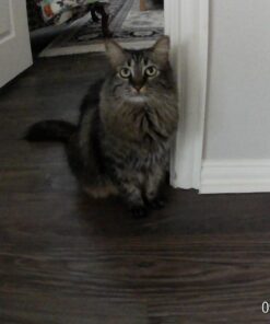 AKASO EK7000 4K30FPS Action Camera Ultra HD Underwater Camera 170 Degree Wide Angle 98FT Waterproof Camera Blue 38 61E6gUeGiRL