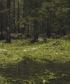 Sawyer Products SP564 Premium Insect Repellent with 20% Picaridin, Lotion, 4-Ounce 4-Oz 34 61EGucnDrvL