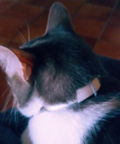 Hartz UltraGuard Plus Water Resistant 7 Month Protection Breakaway Flea & Tick Collar for Cats (3270094268) 32 61EHqNWmQmL