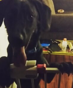 Leash Boss Dog Car Seat Belt Restraint - No-Chew Heavy Duty Car Seatbelt for Pets - 5 Sizes - Coated Steel Rope to Prevent Chewing (31 in) Black - 1-Pack 31in 25 61EI5RNErJL