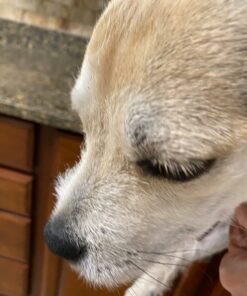 Dna My Dog Essential Test –Breed ID Test Mixed Breed Identification, Personality Traits, for Puppies to Adult Dogs, Non-Invasive Cheek Swab 34 61EV0R3VHoL