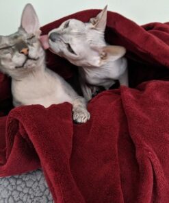 Sunbeam Royal Luxe Cabernet Heated Personal Throw / Blanket, Cozy-Warm, Adjustable Heat Settings 28 61EXC2LkqpL