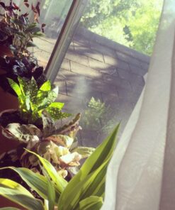 Alternative view of 5 Million Live Beneficial Nematodes Sf - Fungus Gnat/Rootknot Gall Exterminator 5 Million_Nematodes_SF