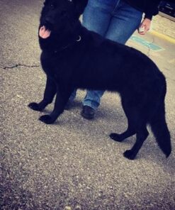 Pet MD - Canine Tabs Plus 365 Count - Advanced Multivitamins for Dogs - Natural Daily Vitamin and Mineral Nutritional Supplement - Liver Flavored Chewable Tablets 28 61EtJwFH8IL