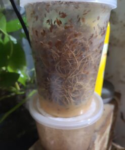 Josh's Frogs Freshly Started Flightless Drosophila Hydei Fruit Fly Culture Black 8 61EtX7FkGML