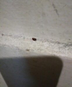 Harris Bed Bug Killer, Diatomaceous Earth Powder 1/2 LB, Fast Kill with Extended Residual Protection (2/Pack) 3 61FVQAcoltL