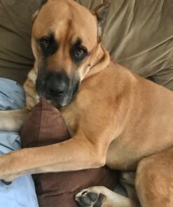 FRONTLINE Plus Flea and Tick Treatment for X-Large Dogs Up to 89 to 132 lbs., 3 Treatments 3 Count 40 61FXbq1yOfL