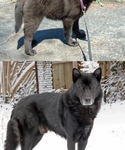 Wisdom Panel Breed Discovery Dog DNA Kit: Most Accurate Dog Breed Identification, Test for 365+ Breeds, MDR1 Health Test, Ancestry, Relatives 36 61Ffwnfw9 L