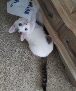 Advantage II Medium Dog Vet-Recommended Flea Treatment & Prevention | Dogs 11-20 lbs. | 4-Month Supply 4-Pack 25 61FjQcJealL