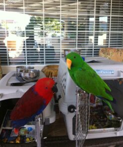 LAFEBER'S Sunny Orchard Nutri-Berries Pet Bird Food, Made with Non-GMO and Human-Grade Ingredients, for Parrots, 3 lb 3 Pound (Pack of 1) 27 61FqVRwBV0L