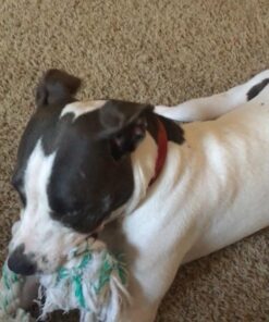 Booda Fresh N Floss 3 Knot Tug Rope Dog Toy, X-Large, Spearmint 31 61FqVbz1roL