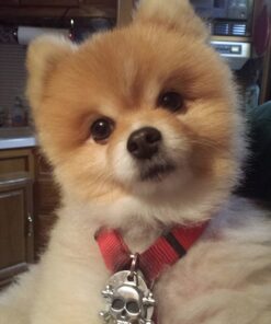 Old Mother Hubbard by Wellness Classic Original Mix Natural Dog Treats, Crunchy Oven-Baked Biscuits, Ideal for Training, Mini Size, 3.8 pound bag Treats (3.8 lb) 3.8 Pound (Pack of 1) 34 61Fs8OG3O6L